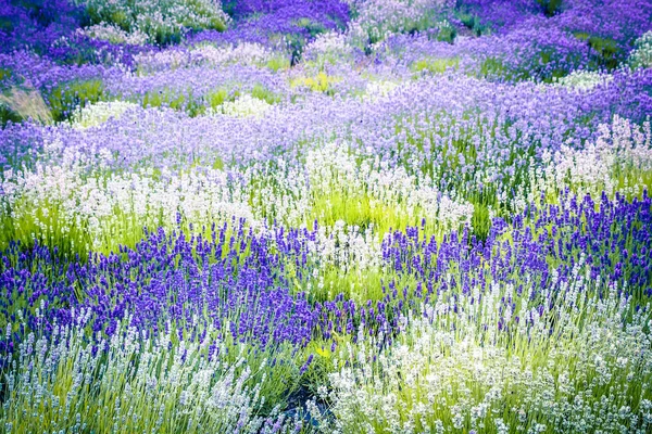 Levandulová Pole Anglii Velká Británie — Stock fotografie