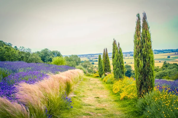 Campos Lavanda Inglaterra Reino Unido —  Fotos de Stock