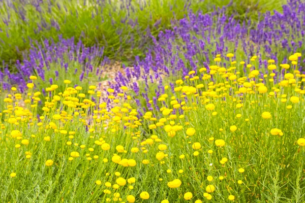 Lavender Flowers Mixed Yellow Flower Blossom — Stock Photo, Image