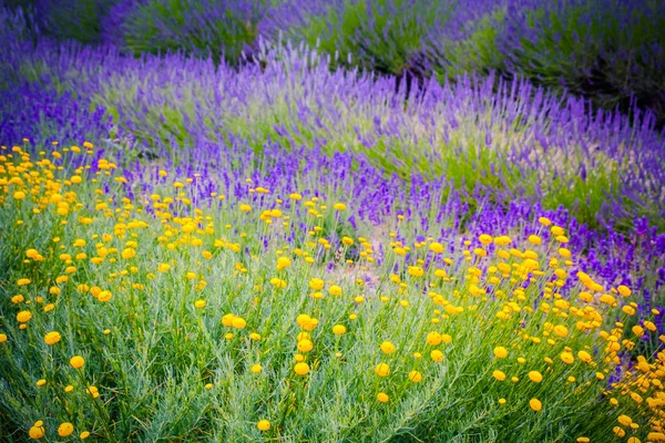 Fiori Lavanda Mescolati Con Fiori Gialli — Foto Stock