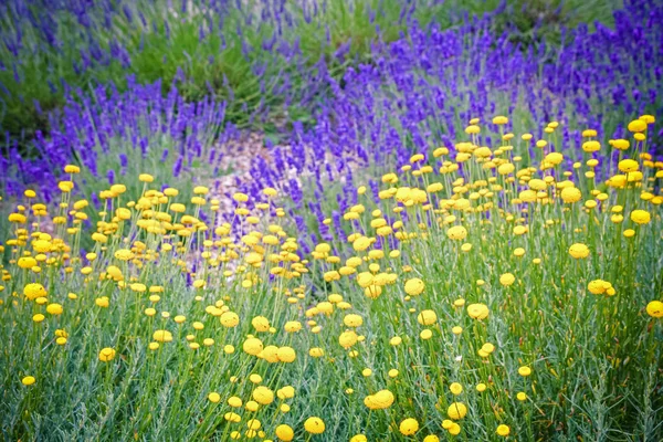 Квіти Лаванди Змішані Жовтим Квітковим Цвітом — стокове фото