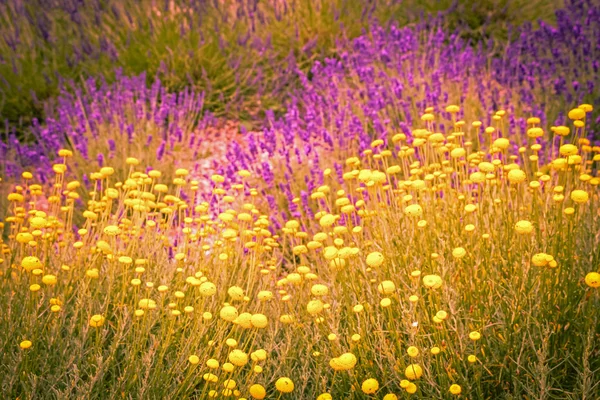 Fiori Lavanda Mescolati Con Fiori Gialli — Foto Stock