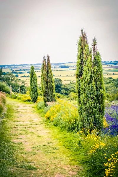 Lavendel Velden Engeland — Stockfoto