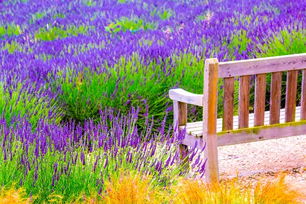 Banco Madera Campos Lavanda Inglaterra Reino Unido —  Fotos de Stock