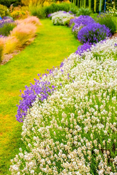 Mooie Lavendel Groeit Tuin Langs Het Gras Pad — Stockfoto