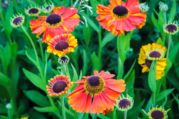 Beautiful, orange, garden flowers close up