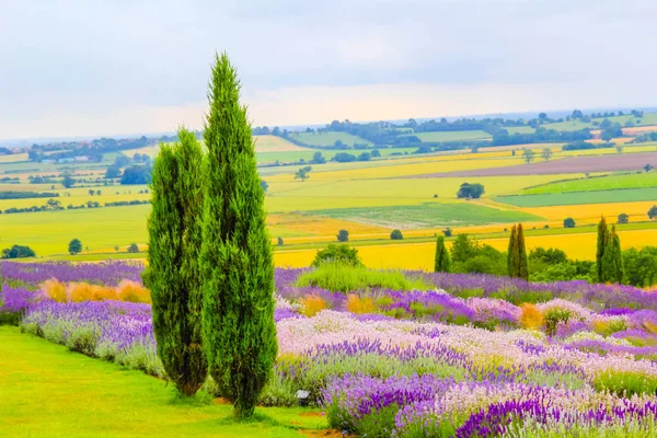 Lavendelfelder England Großbritannien — Stockfoto