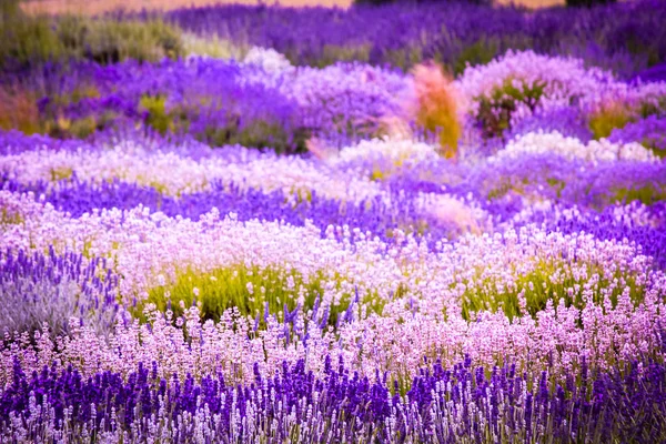 Lavendel Fält England Storbritannien — Stockfoto