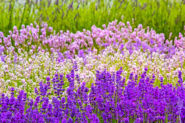 Levandulová Pole Anglii Velká Británie — Stock fotografie