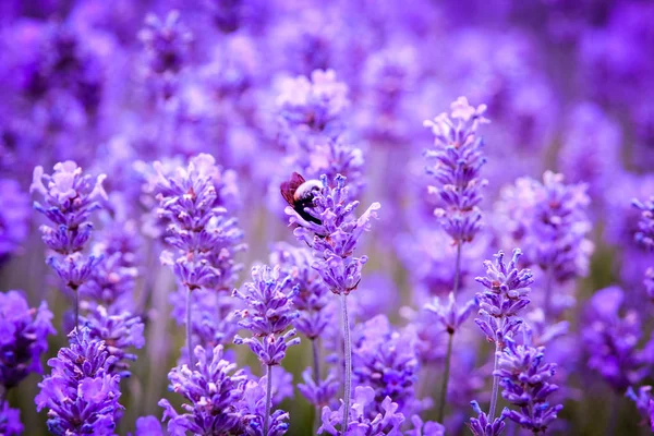 Schöne Lavendelblüte Und Eine Biene Aus Nächster Nähe — Stockfoto