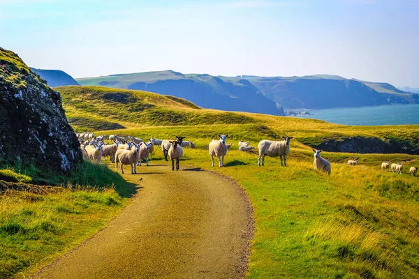 Betande Får Vackra Klipporna Skottland Abb Head Storbritannien — Stockfoto