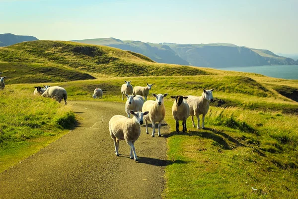 Schafe Weiden Schönen Klippen Schottland Abb Head — Stockfoto