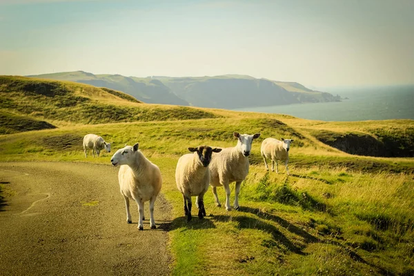 Pascolo Pecore Belle Scogliere Della Scozia Abb Head Regno Unito — Foto Stock