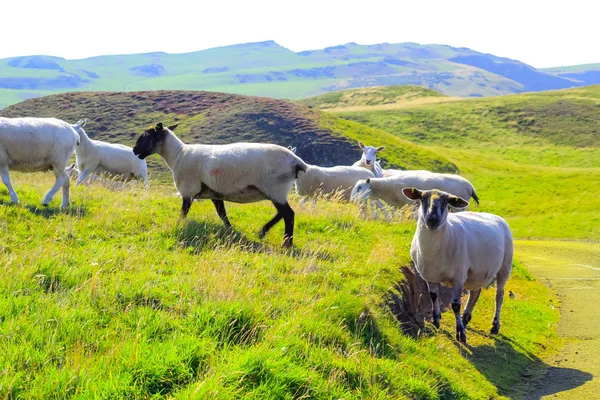 Pastando Ovelhas Belas Falésias Escócia Abb Head Reino Unido — Fotografia de Stock