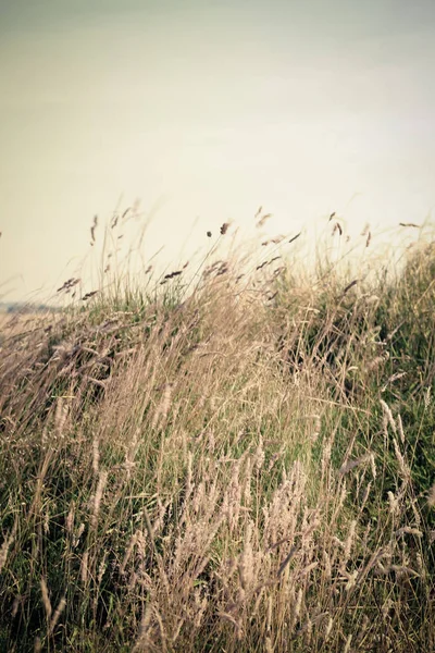 Romantische Natuurlijke Achtergrond Met Wildgras — Stockfoto