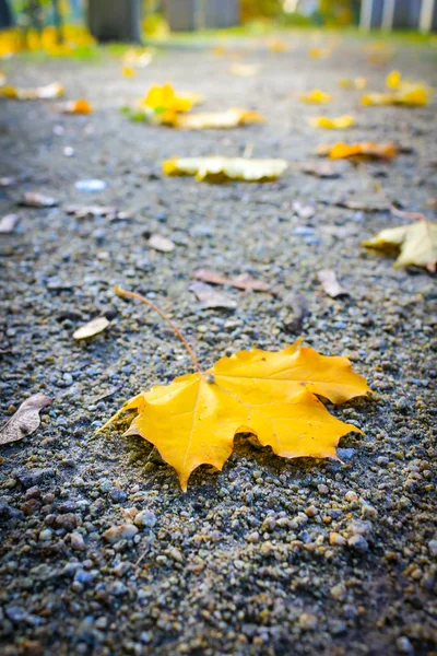 地上では カエデの葉をクローズ アップ ショット — ストック写真
