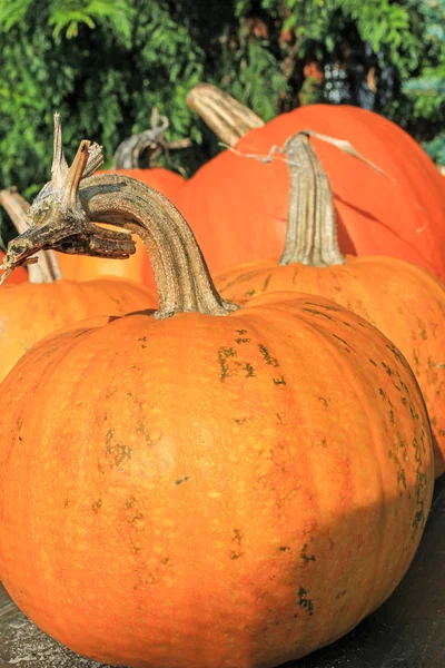 Calabazas Jardín Tiro Cerca —  Fotos de Stock