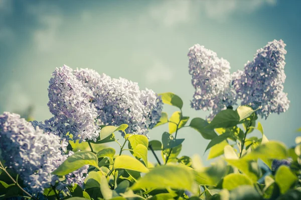 Fliederfarbene Blüten Zweige Vintage Romantischer Stil — Stockfoto