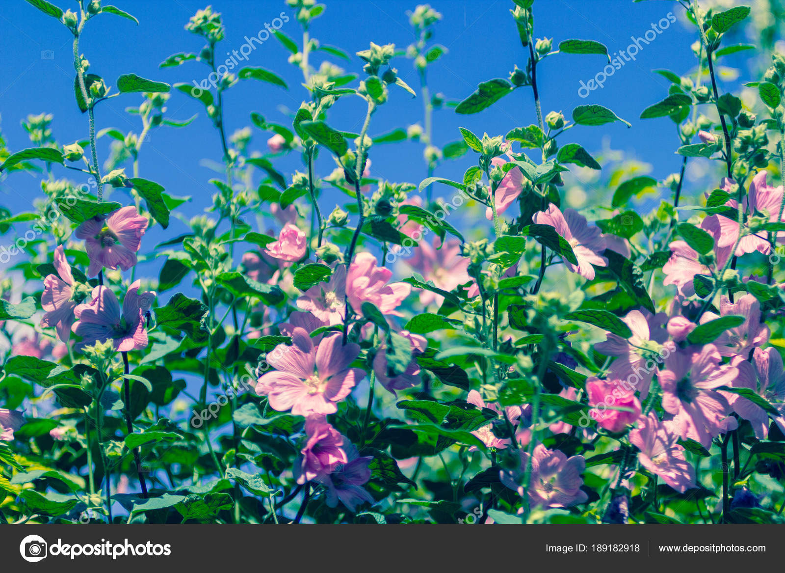 Rose Trémière Rose Floraison Dans Lumière Jour Beau Jardin