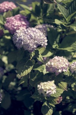 Pembe Gül Fatma gündüz vakti, güzel bahçe çiçek çiçek