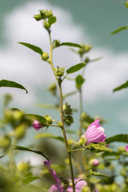 Pembe Gül Fatma gündüz vakti, güzel bahçe çiçek çiçek