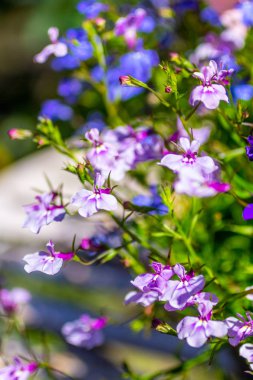 Beyaz Bahçe masaya reklam beyaz lobelia çiçek mavi, atış kapatın.