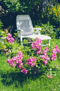 Beautifful yaz Bahçe çiçek pembe güller ve beyaz şezlong.