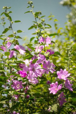 Pembe Gül Fatma gündüz vakti, güzel bahçe çiçek çiçek