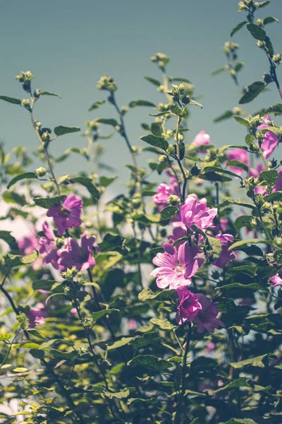 粉红色的蜀葵在日光中绽放 美丽的花园花朵 — 图库照片