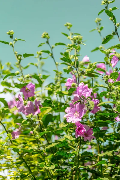 Rosa Hollyhock Florescendo Luz Dia Belas Flores Jardim — Fotografia de Stock