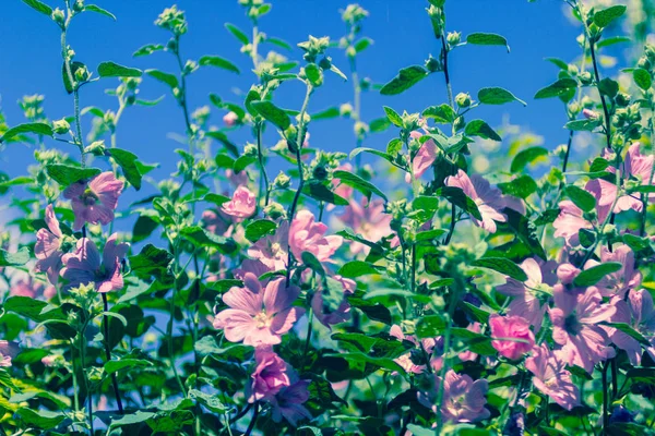 Rosafarbener Bollyhock Blüht Tageslicht Wunderschöne Gartenblumen — Stockfoto