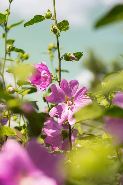 粉红色的蜀葵在日光中绽放 美丽的花园花朵 — 图库照片