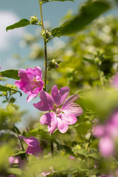 Rosa Hollyhock Florescendo Luz Dia Belas Flores Jardim — Fotografia de Stock