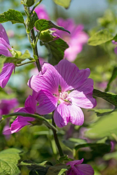 Рожевий Мальв Розквіт Денному Світлі Красиві Квіти Садові — стокове фото