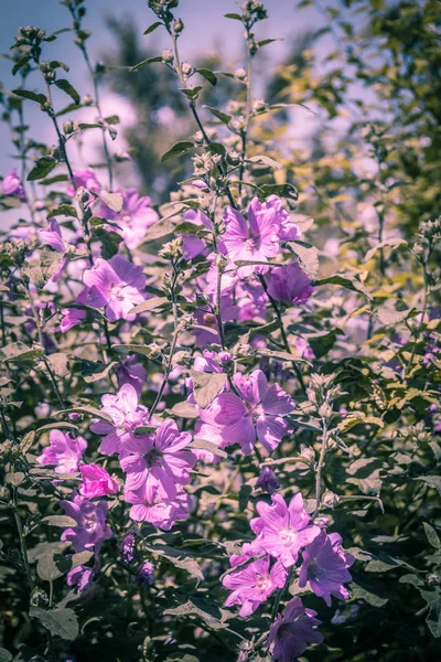 粉红色的蜀葵在日光中绽放 美丽的花园花朵 — 图库照片