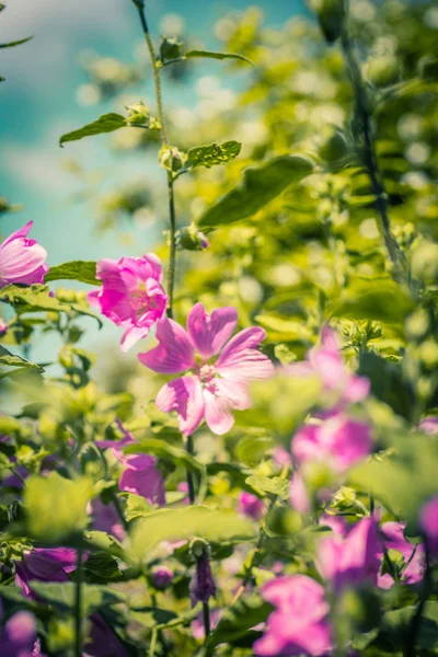 粉红色的蜀葵在日光中绽放 美丽的花园花朵 — 图库照片