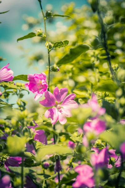 Pink Hollyhock Blossoming Daylight Beautiful Garden Flowers — Stock Photo, Image