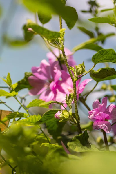 Rosa Hollyhock Florescendo Luz Dia Belas Flores Jardim — Fotografia de Stock