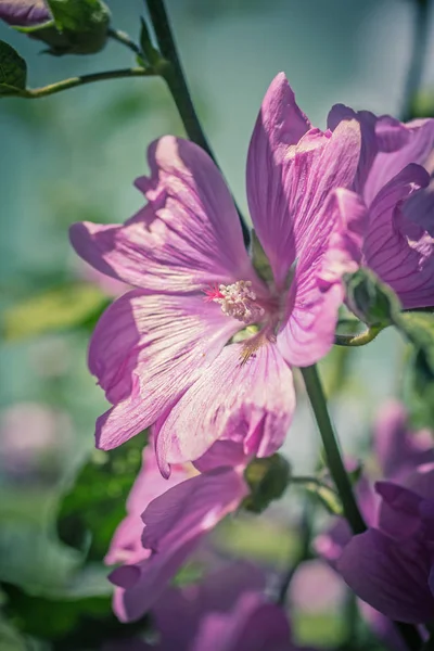 Pink Hollyhock Blossoming Daylight Beautiful Garden Flowers — Stock Photo, Image