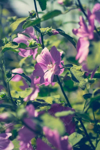 Rosa Stockros Blommande Dagsljus Vacker Trädgård Blommor — Stockfoto