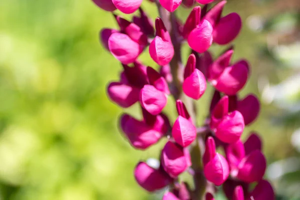 Bellissimi Fiori Lupino Rosa Vicino Giardino — Foto Stock