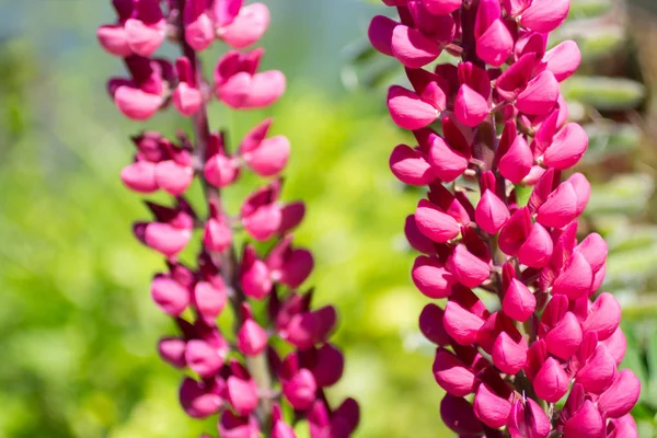 Güzel Pembe Kurt Çiçekler Bahçede Yakın Çekim — Stok fotoğraf