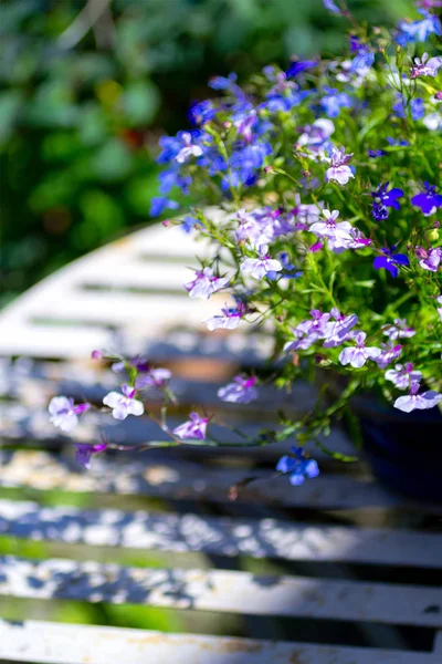 蓝色广告白色半边莲花在白色花园桌上 特写镜头 — 图库照片