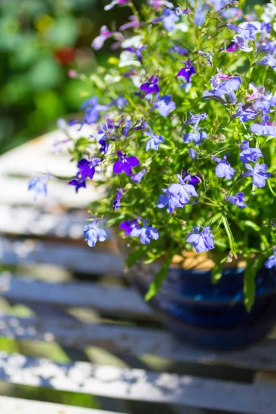 Blaue Und Weiße Lobelieblüten Auf Dem Weißen Gartentisch Nahaufnahme — Stockfoto