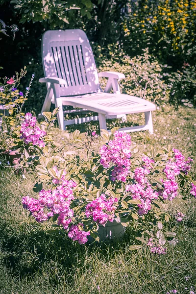 Beautifful 盛开的粉红色玫瑰和白色躺椅上的夏日花园 — 图库照片