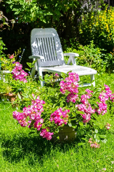 Beautifful Zomertuin Met Bloeiende Roze Rozen Een Witte Strandstoel — Stockfoto