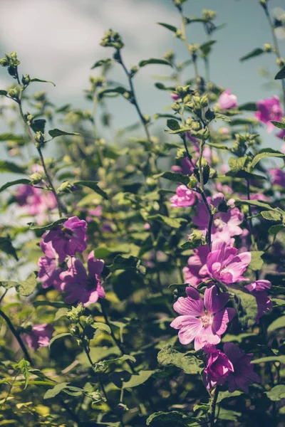 粉红色的蜀葵在日光中绽放 美丽的花园花朵 — 图库照片