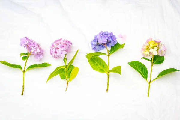Schöne Pastellfarbene Hortensienblüten Auf Weißem Zartem Hintergrund — Stockfoto
