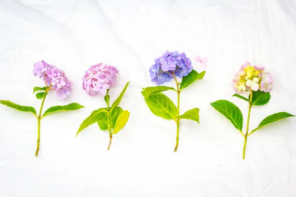 Belles Fleurs Hortensia Pastel Sur Fond Blanc Délicat — Photo