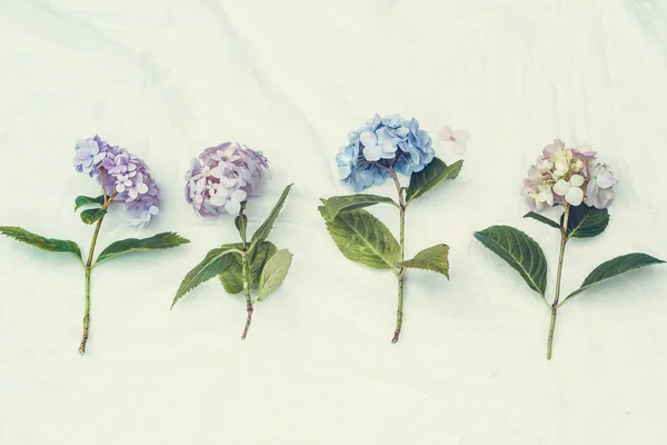 Belles Fleurs Hortensia Pastel Sur Fond Blanc Délicat — Photo